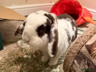 Lionhead rabbits Male rabbit for rehoming with companion - Advert 11