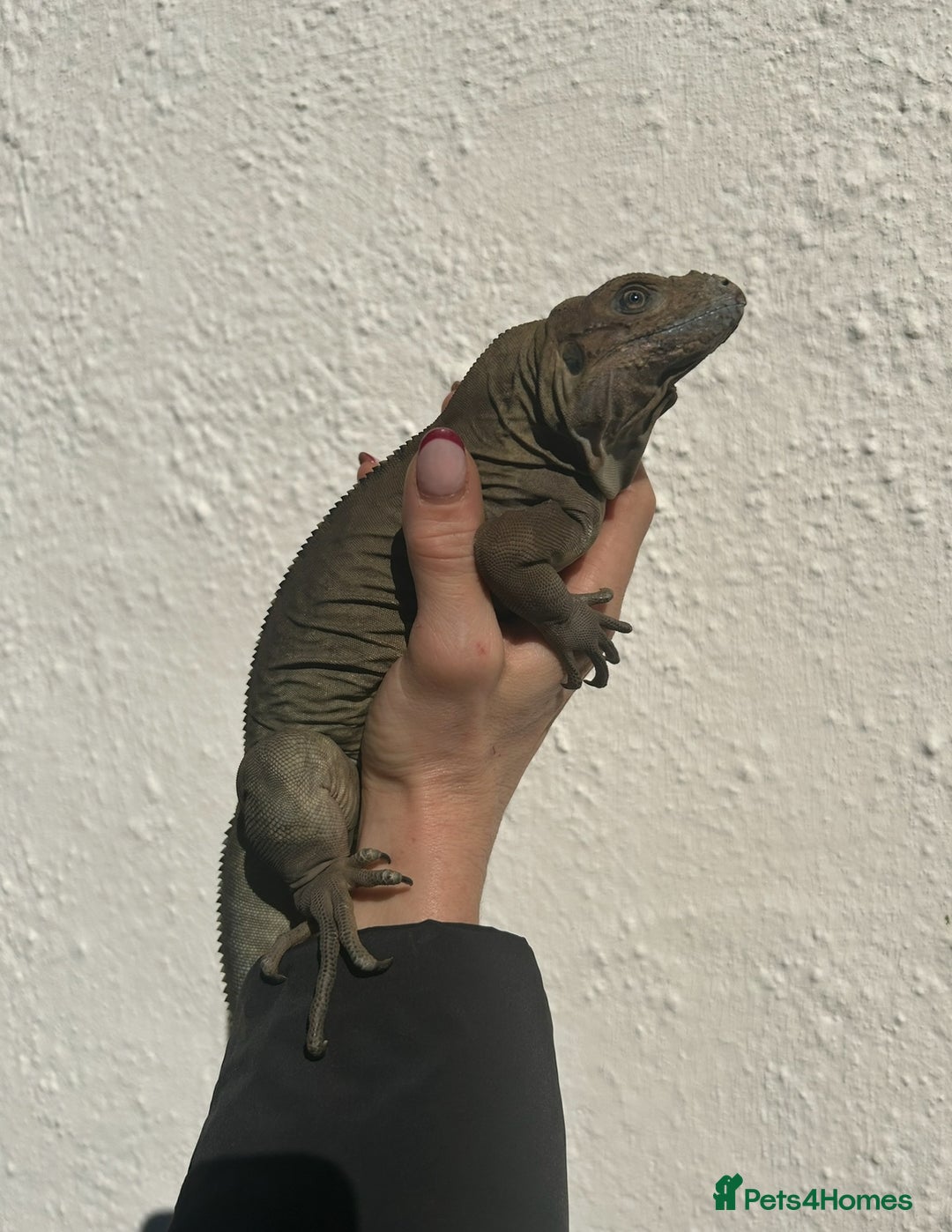Iguana reptiles for sale: Rhino Iguana steel grey - Advert 1