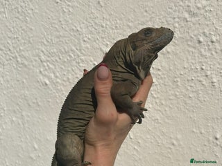Iguana reptiles Rhino Iguana steel grey - Advert 1