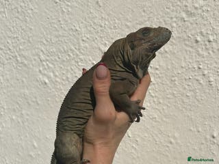 Iguana reptiles Rhino Iguana steel grey - Advert 4