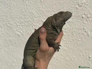 Iguana reptiles Rhino Iguana steel grey - Advert 2