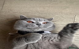 British Shorthair cats for sale: British Shorthair Male, Blue, 13 months - Advert 2