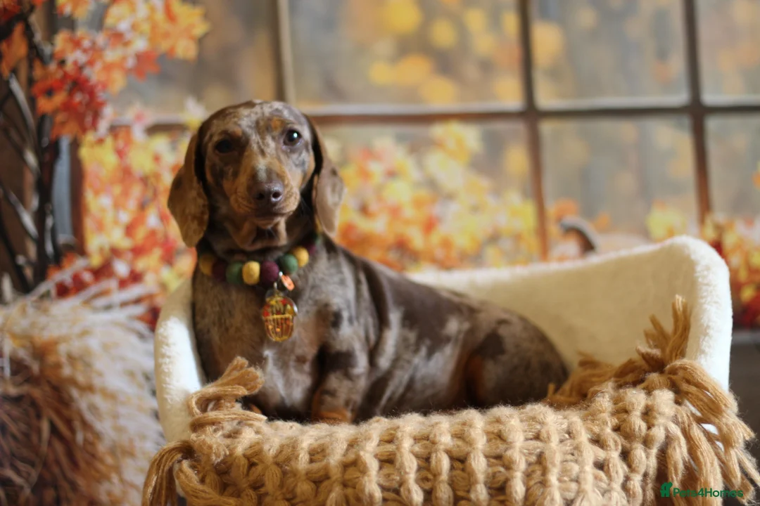 Miniature Dachshund dogs for sale: Chocolate dapple girl  - Advert 2