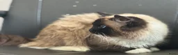 Ragdoll cats for sale: Sweet 1 Year Old Female Ragdoll Cat - Kimmy - Advert 2