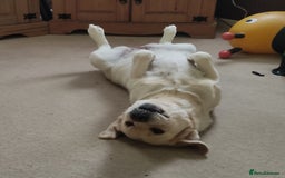 Labrador Retriever dogs for sale: Labrador retriever - Image 4