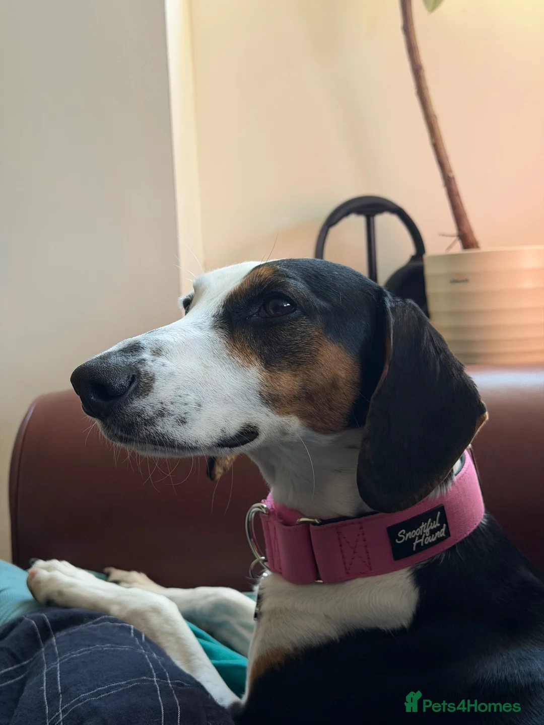 Mixed Breed dogs for sale: Whippet Cross - Bite History in Dagenham - Advert 1