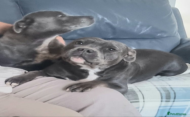 Staffordshire Bull Terrier dogs - Advert 1
