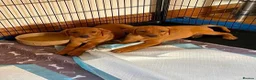 Labrador Retriever dogs for sale: STUNNING KC REG FOX RED LABRADOR PUPPIES - Advert 2