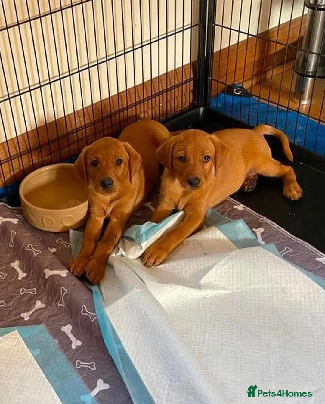 Labrador Retriever dogs for sale: STUNNING KC REG FOX RED LABRADOR PUPPIES - Advert 2