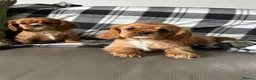 Cavalier King Charles Spaniel dogs for sale: Cavalier King Charles spaniel puppies - Advert 5
