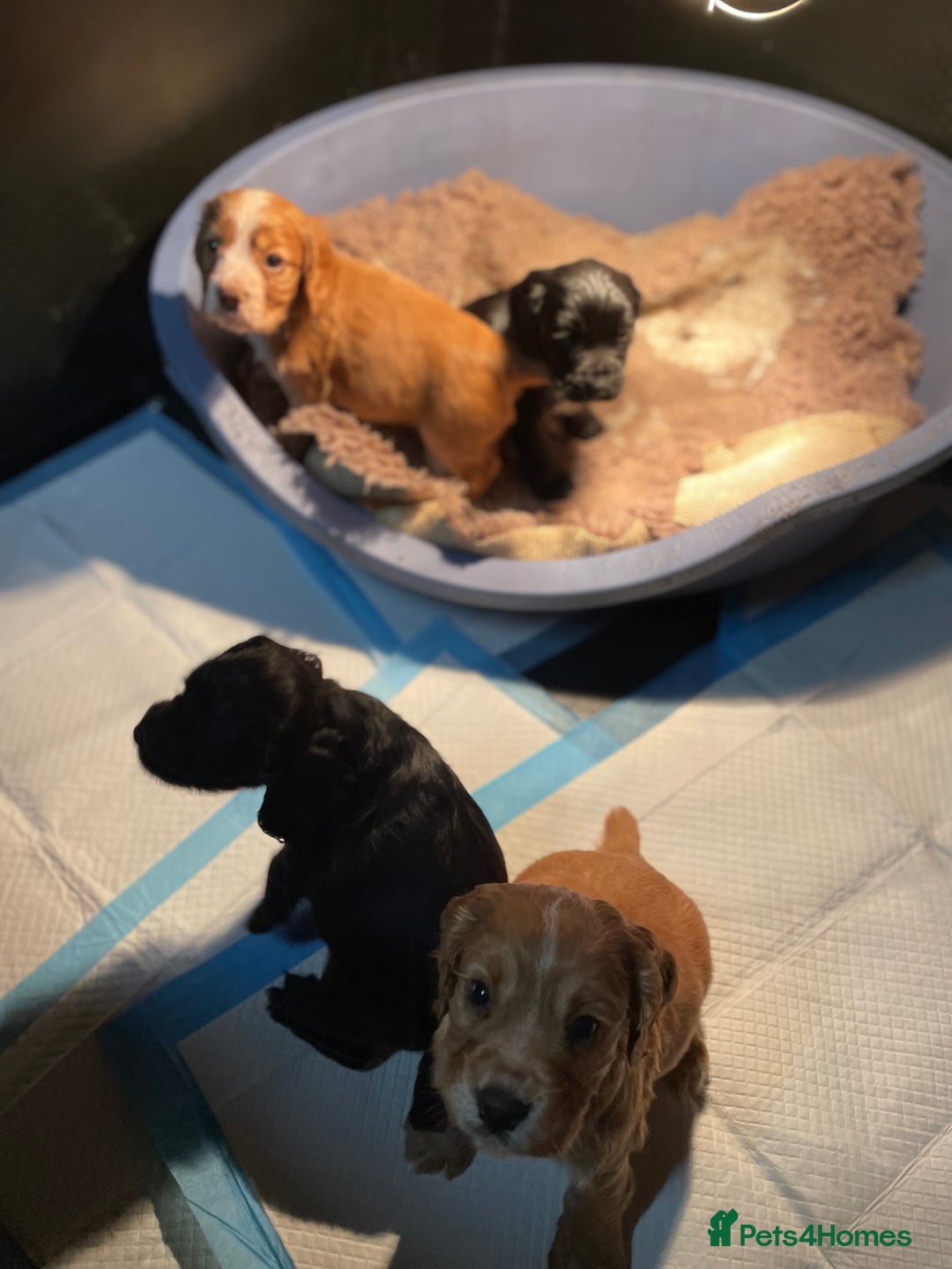 Cocker Spaniel dogs for sale: Heath Tested Working Cocker Puppies - Advert 5