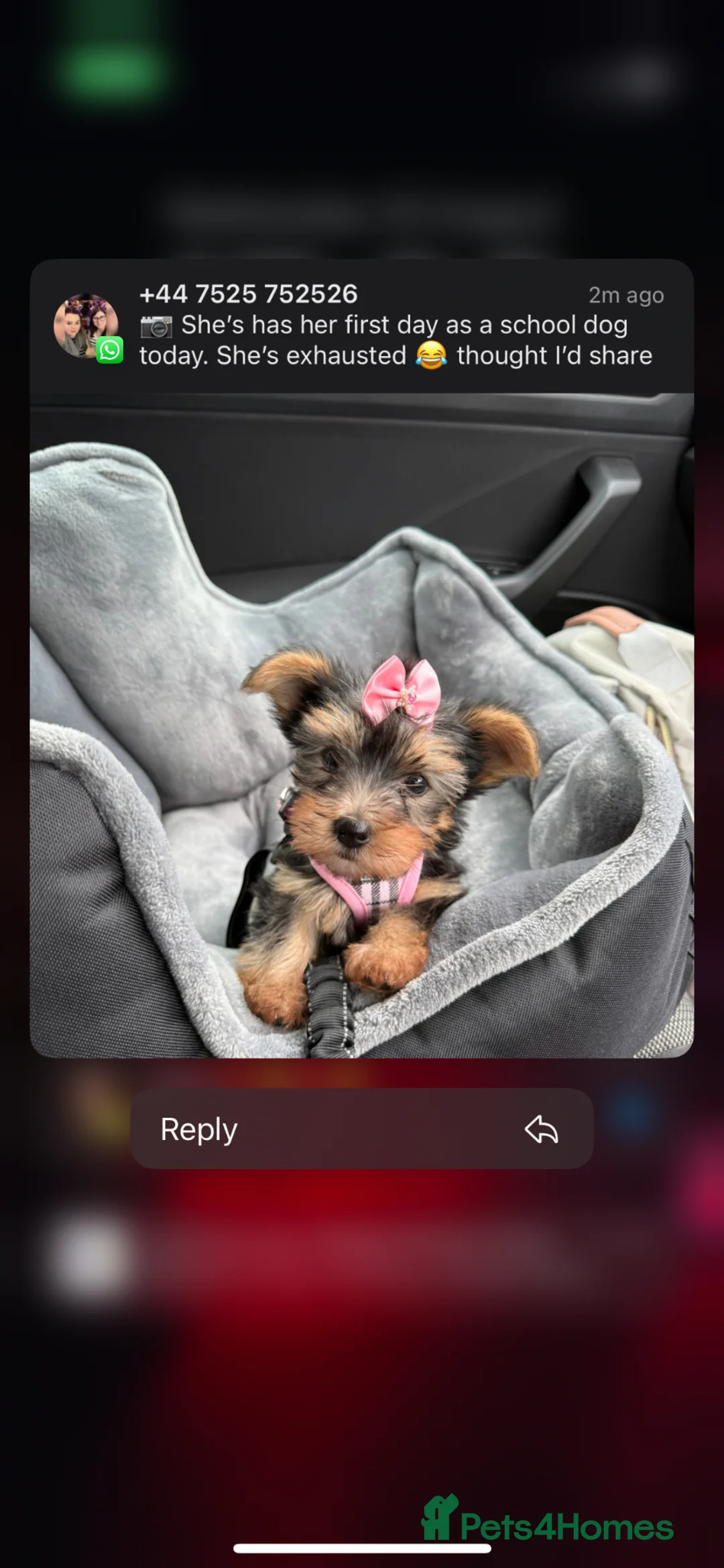 Yorkshire Terrier dogs for sale: 5 Yorkshire terrier puppy’s for sale 4 boys 2 girl - Advert 6