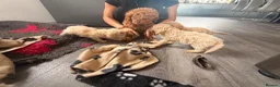 Cockapoo dogs for sale: F1b cockerpoos ready tomorrow  - Advert 8