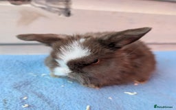 Mini Lop rabbits for sale: ❤️🐰Mini lop bunnies🐰❤️ - Image 8