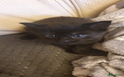 Mixed Breed cats for sale: Adorable kittens  - Image 15