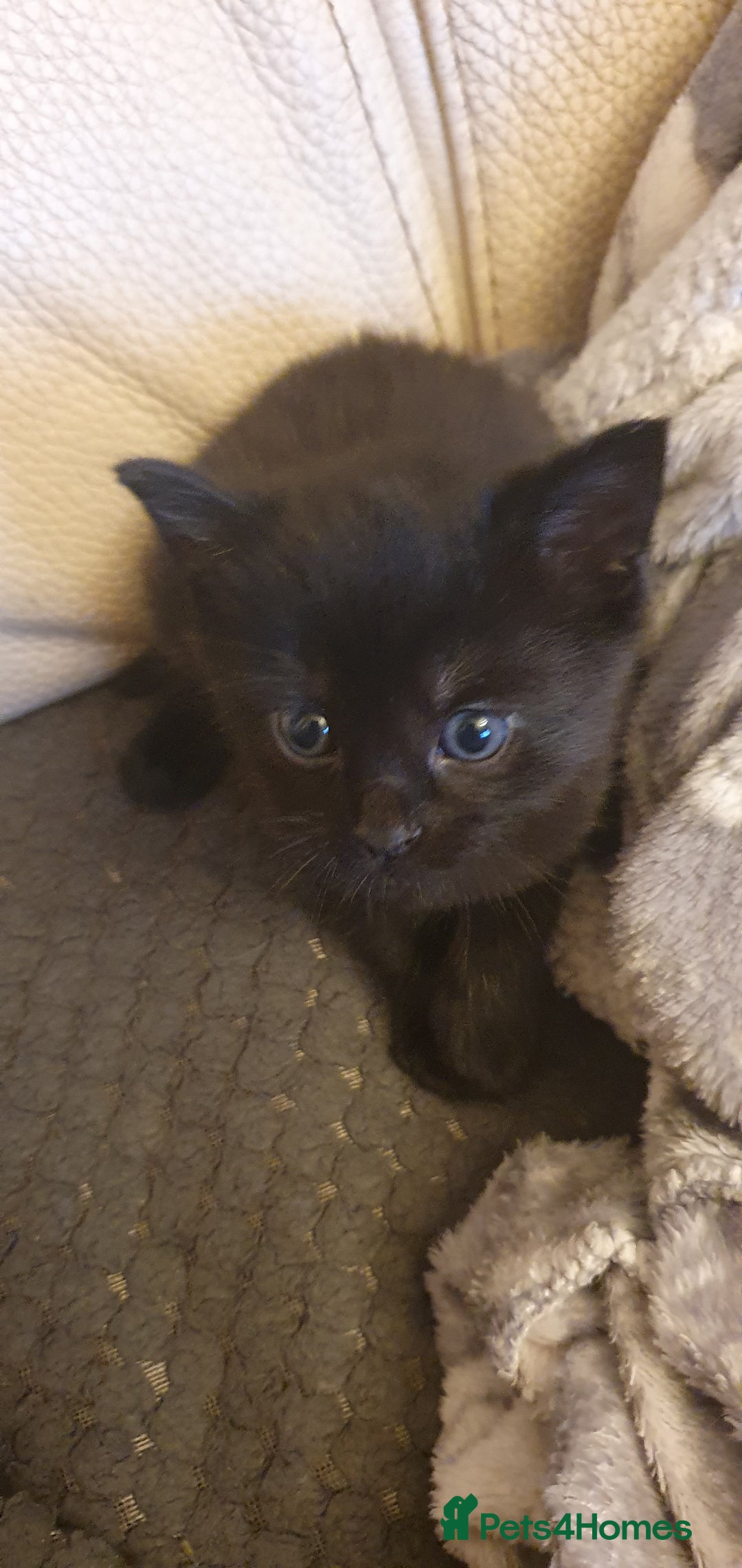 Mixed Breed cats for sale: Adorable kittens  - Image 15