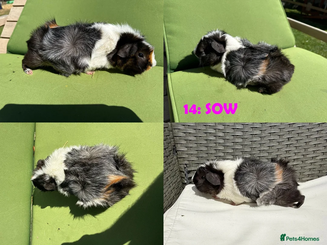 Guinea Pig rodents for sale: Guinea Pigs - Ready Now - Advert 28