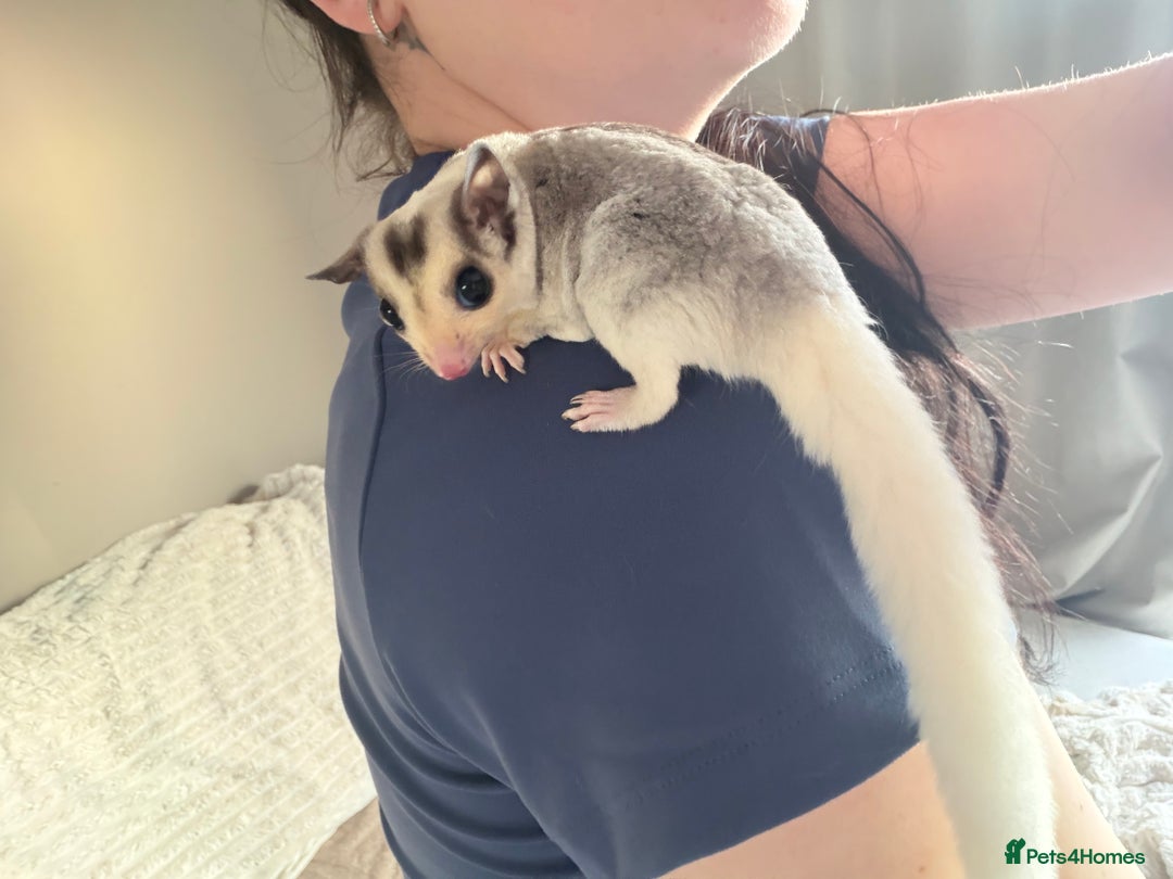 Sugar Glider rodents for sale: Sugar gliders available  - Advert 3