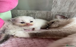 Ragdoll cats for sale: Beautiful Ragdoll Kittens  - Image 28