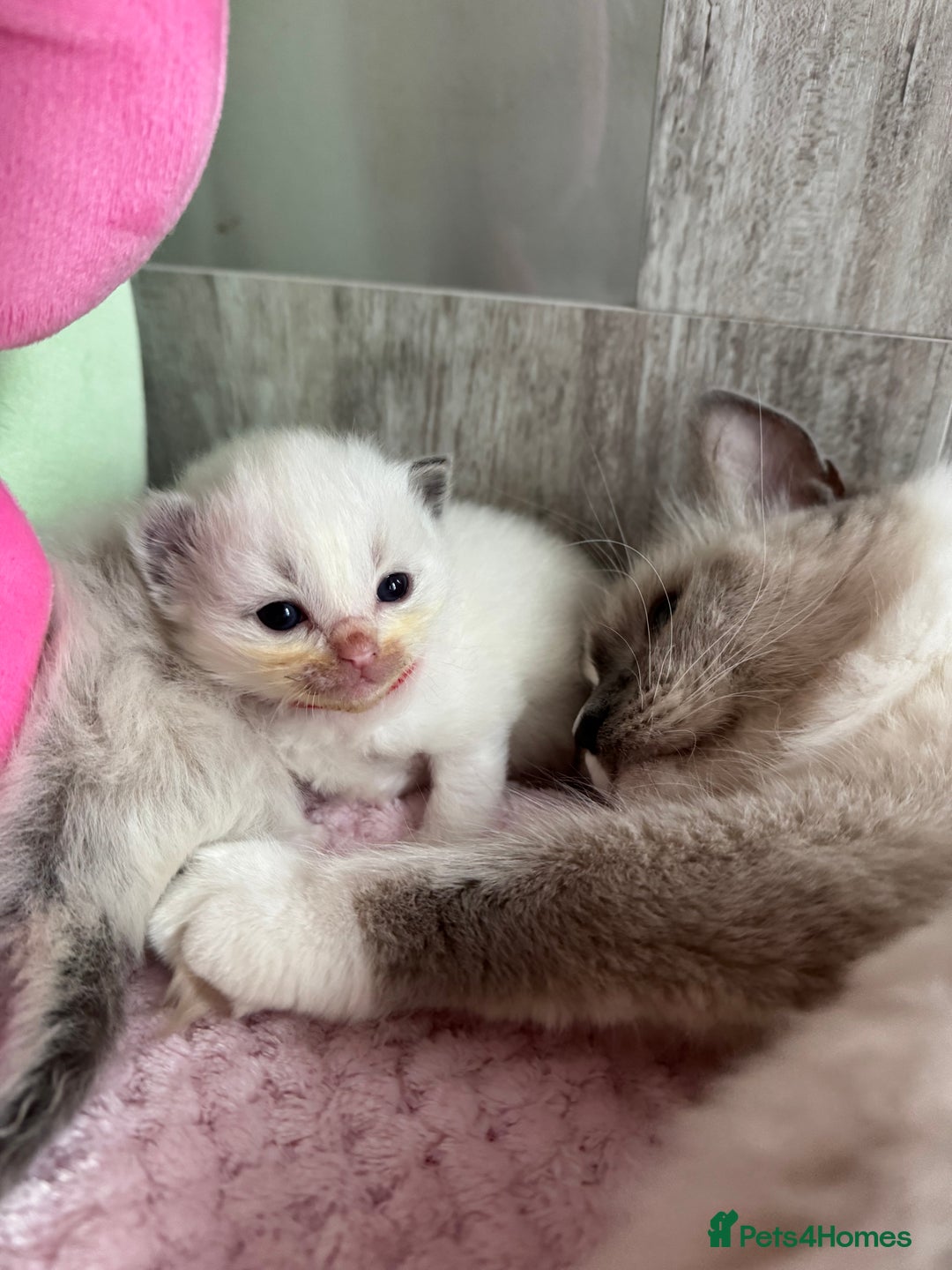 Ragdoll cats for sale: Beautiful Ragdoll Kittens  - Image 28