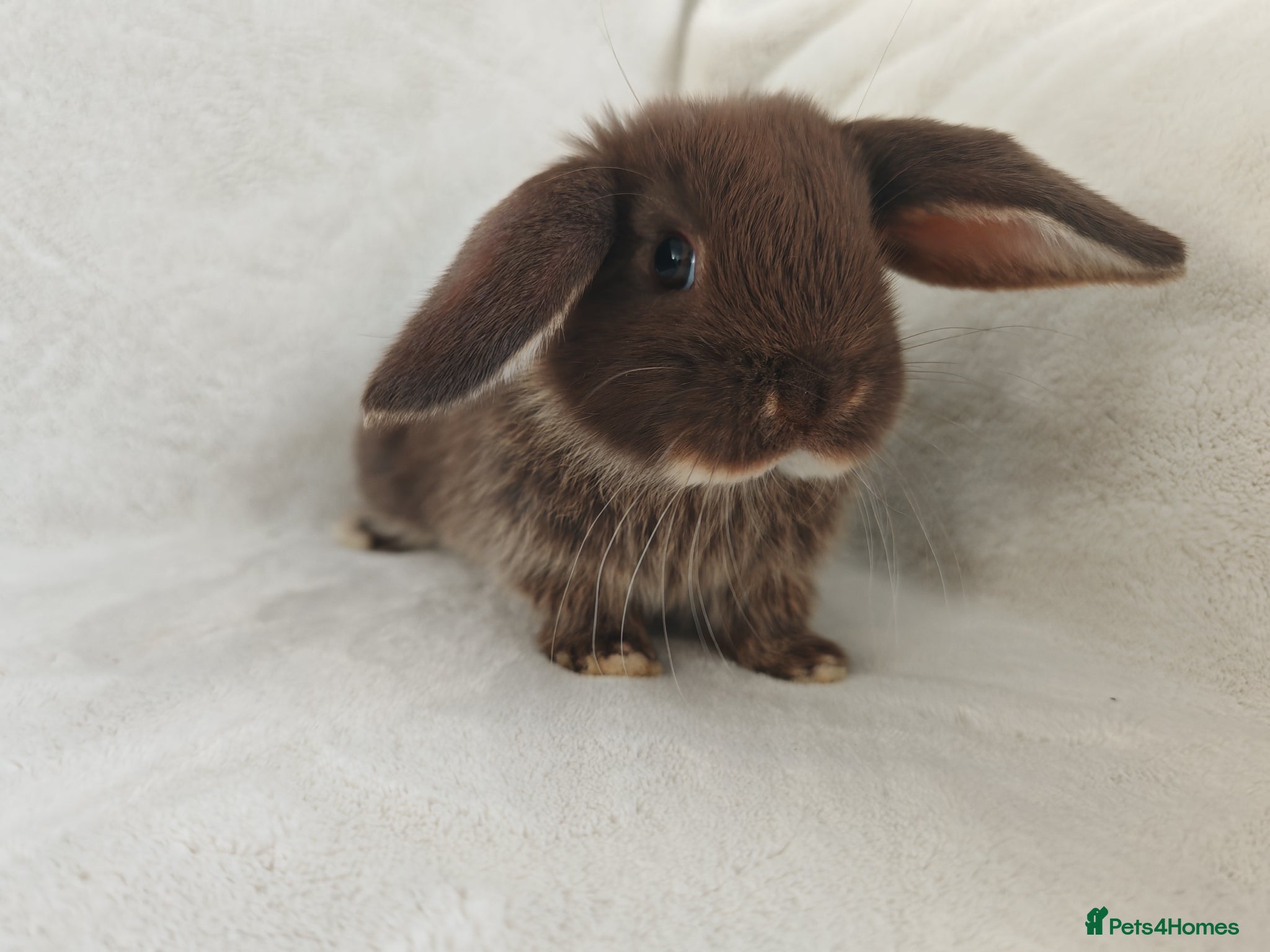 Mini Lop rabbits Beautiful Mini Lop Bunnies  - Advert 1