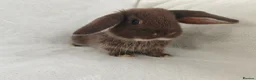 Mini Lop rabbits for sale: Beautiful Mini Lop Bunnies  - Advert 1
