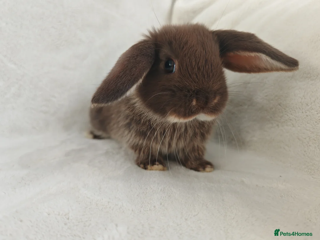 Mini Lop rabbits for sale: Beautiful Mini Lop Bunnies  - Advert 1