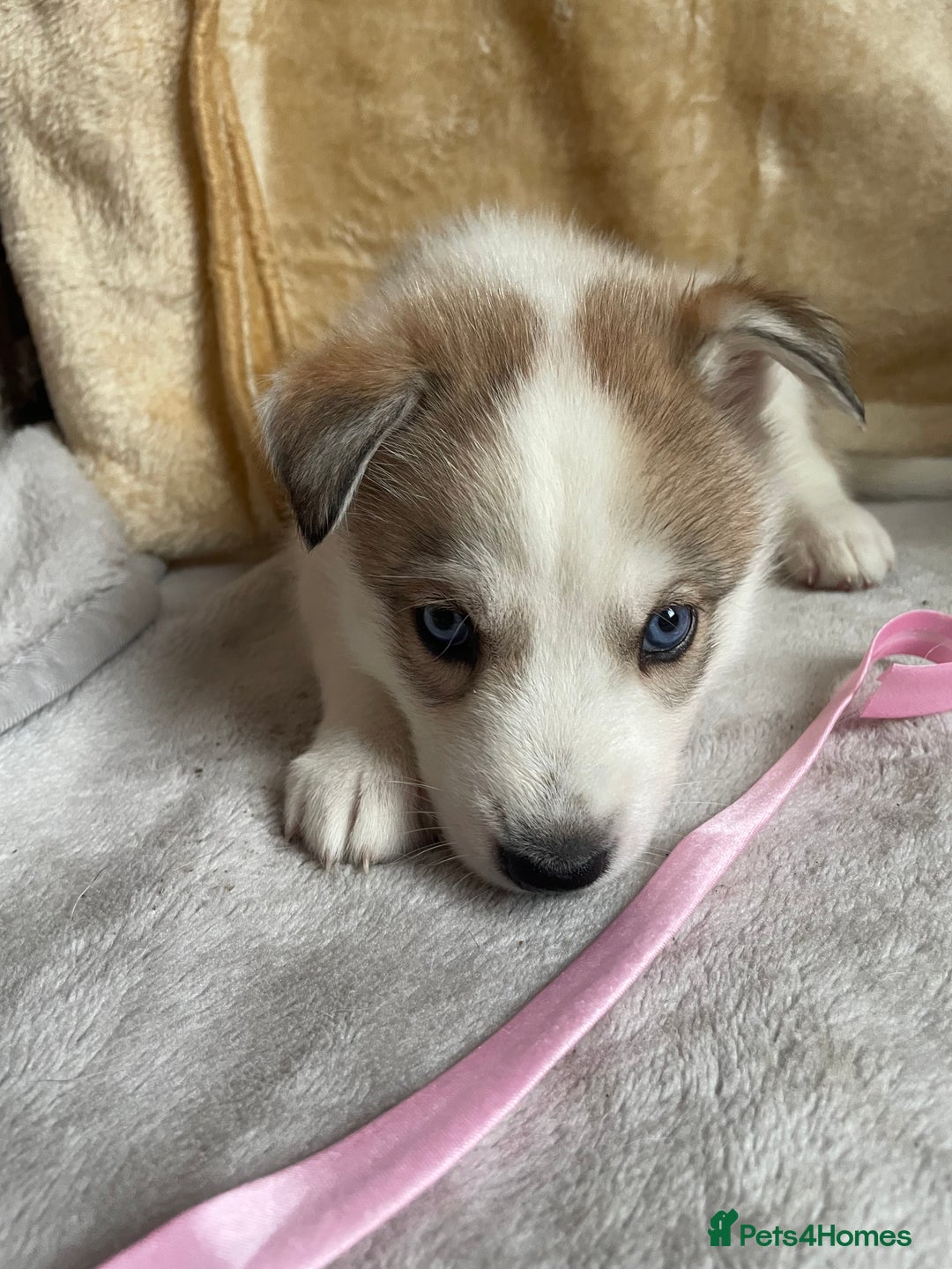 Siberian Husky dogs for sale: Siberian Husky Puppies  - Advert 19