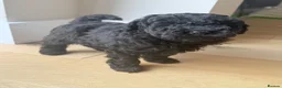 Toy Poodle dogs for sale: Toy poodle puppies (afterglow bred) - Advert 21