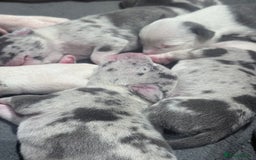 American Bully dogs for sale: Abkc Pocket Bully X Abkc classic Bully puppies - Image 16