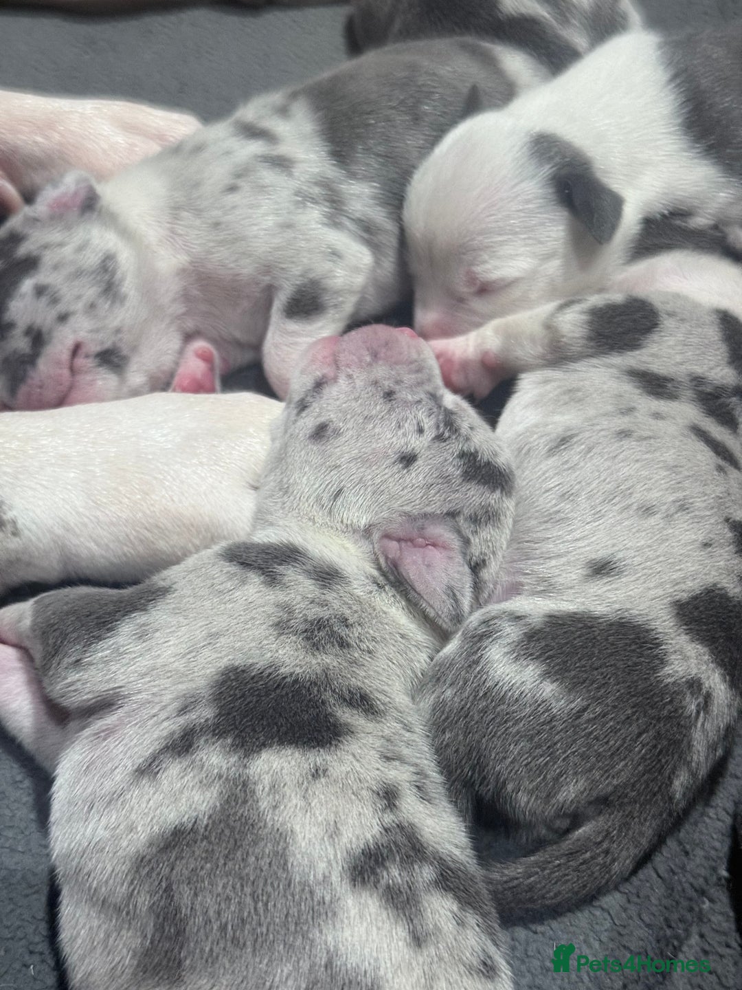 American Bully dogs for sale: Abkc Pocket Bully X Abkc classic Bully puppies - Image 16