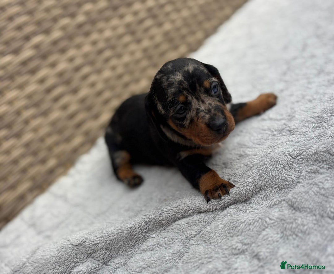 Dachshund dogs for sale: 3 Gorgeous Girl Dachshund Puppies  - Image 9