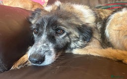 Mixed Breed dogs for adoption: Hilda - Norwich Norfolk  - Image 4