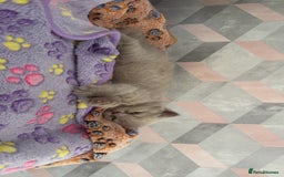 British Shorthair cats for sale: Champion Line British Shorthair Kittens - Image 7