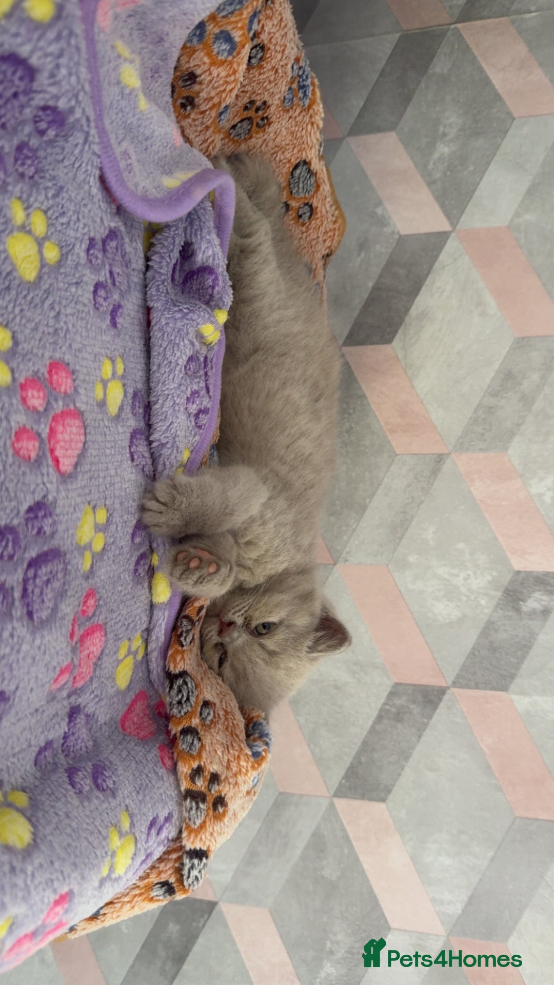 British Shorthair cats for sale: Champion Line British Shorthair Kittens - Image 7
