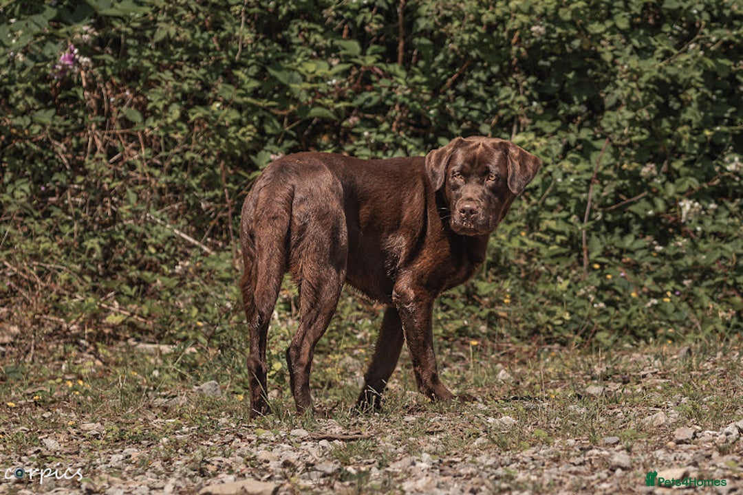 Labrador Retriever dogs for stud: Proven health tested Labrador in Blackwood - Advert 7
