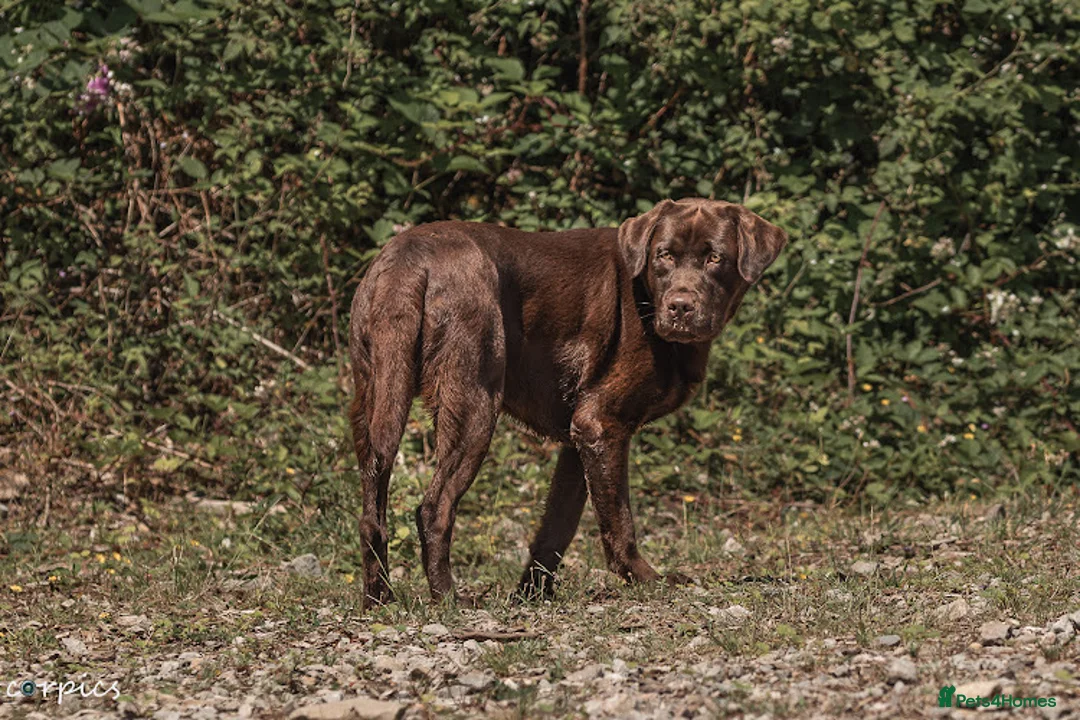 Labrador Retriever dogs for stud: Proven health tested Labrador in Blackwood - Advert 7