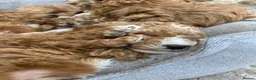 Australian Labradoodle dogs for sale: 🐾 READY TO GO ~ EXCEPTIONAL AUSTRALIAN DOODLES🐾 - Advert 8