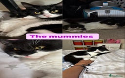Domestic Shorthair cats for sale: Black and White Fluffy Kittens - Image 2