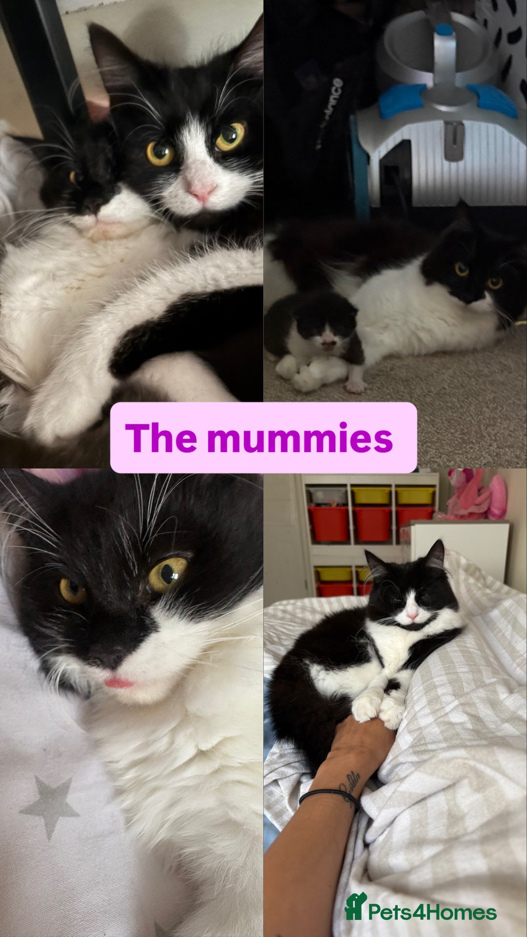Domestic Shorthair cats for sale: Black and White Fluffy Kittens - Image 2