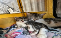 Domestic Shorthair cats for sale: Snowflake  - Image 9