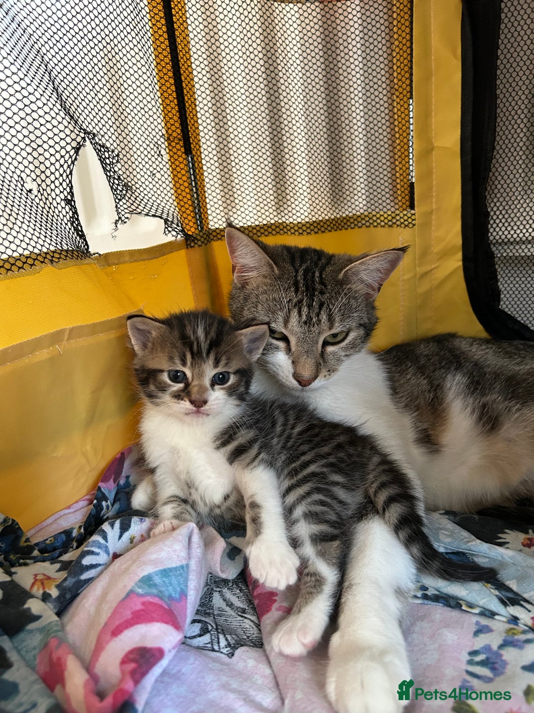 Domestic Shorthair cats for sale: Snowflake  - Image 9