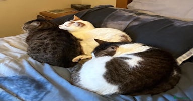 Mixed Breed cats - Advert 14