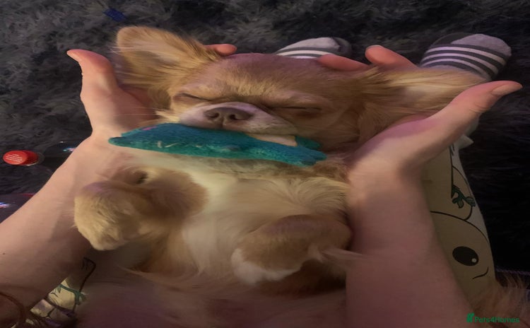 Chihuahua dogs - Advert 4