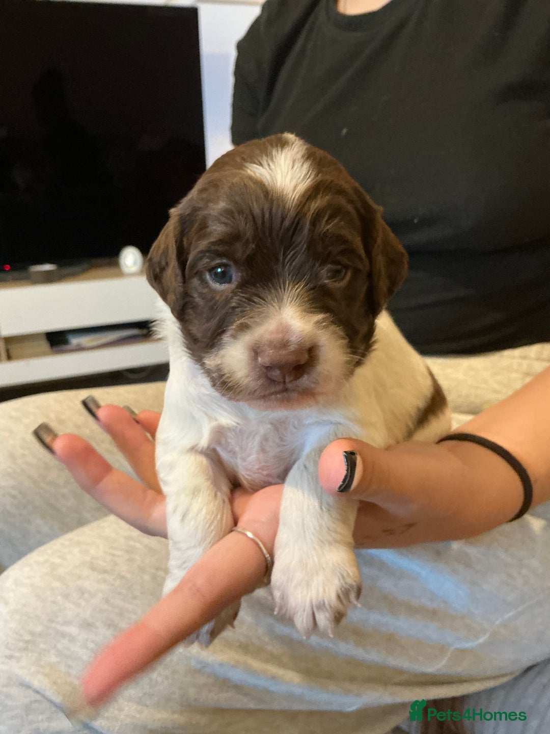 Sprocker dogs for sale: SPROCKER PUPPIES FOR SALE - Advert 6