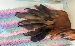 Miniature Dachshund dogs for sale: Champion Sired Show Quality Shaded Red Boys  - Image 5