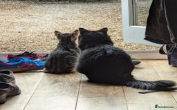 Maine Coon cats for sale: [OREO] LOVING SOFT CARING MAIN COON / RAG DOLL  - Image 6