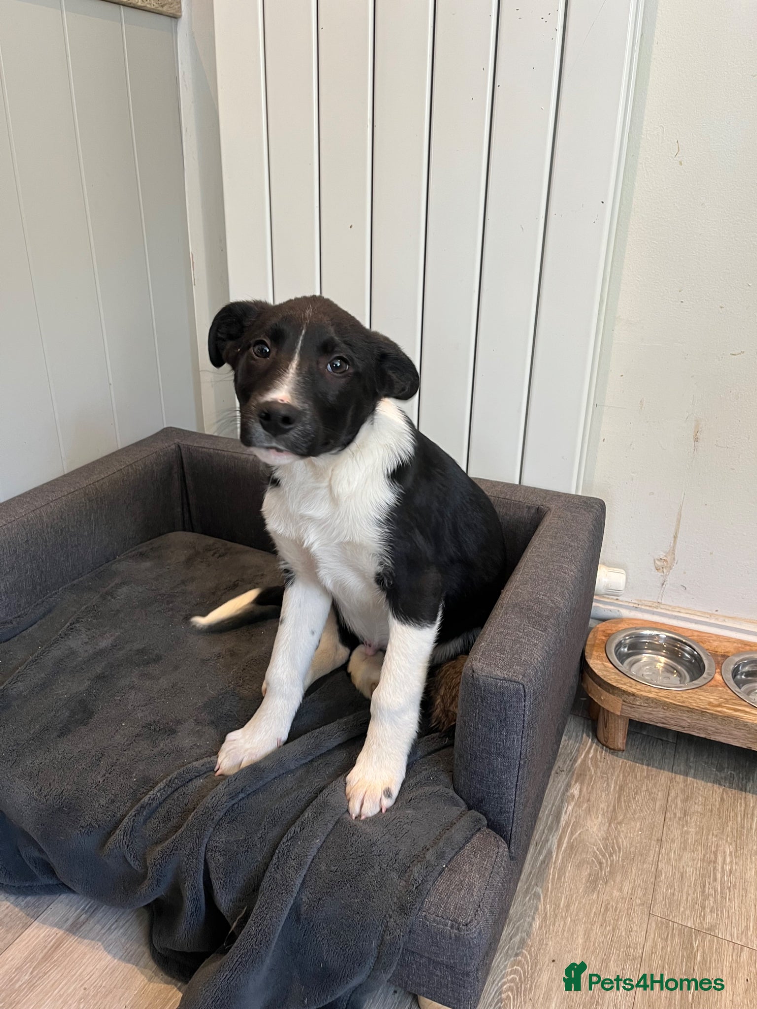 Mixed Breed dogs Border collie puppies - Advert 19