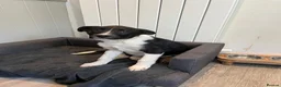 Mixed Breed dogs for sale: Border collie puppies - Advert 3