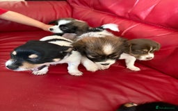 Mixed Breed dogs for sale: Yorkshire terrier x jack russell - Image 2